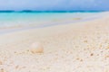 White seashell in the sand on the beach