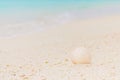 White seashell in the sand on the beach Royalty Free Stock Photo