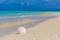 White seashell in the sand on the beach Royalty Free Stock Photo