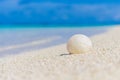 White seashell in the sand on the beach Royalty Free Stock Photo