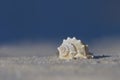 White seashell on sand with blue background