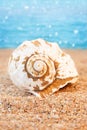 White seashell on sandy beach back sea background. Travel, rest in hot countries. Vertical