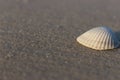 White seashell on white sand isolated close up. Shell on sea beach. Shells concept. Empty beach with seashells. Royalty Free Stock Photo