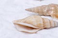 Seashells drifting on the beach Royalty Free Stock Photo