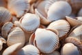 White seashells macro shot sunny day background