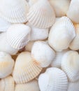Seashells. Mollusk shells