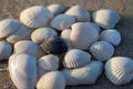 White seashells and one black shell isolated close up. Shells concept. Difference concept.