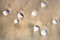 White seashells on sand