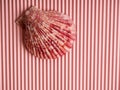 White seashells and starfish on pink corrugated paper, copy space Royalty Free Stock Photo