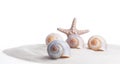 White seashells and a starfish on white sand. Close-up. Concept Copy space