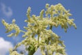 White seed branches abstract - selective focus