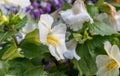 White Seep monkeyflower Erythranthe guttata Royalty Free Stock Photo