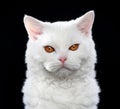 White Selkirk rex cat