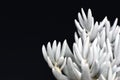 White Senecio Haworthii succulent house plant on dark black background