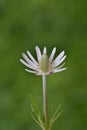 White Sepaled Windflower in full bloom.