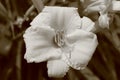 White Sepia Flower