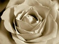 White sepia rose Royalty Free Stock Photo