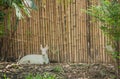 White serow (Capricornis milneedwardsii),Thailand.