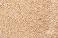 White sesame seeds, also called benne, surface, from above Royalty Free Stock Photo