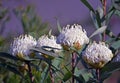 White Shady Lady waratahs, Telopea speciosissima, in an Australian water-wise garden
