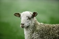 White shaggy sheep breed of Latxa breed