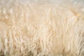 White shaggy fur texture background. Beige wool Royalty Free Stock Photo