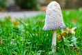 White Shaggy Manes Mushroom Coprinus comatus