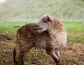 White shaggy sheep of the breed latxa in the Basque country 5. Royalty Free Stock Photo