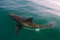 White shark (Carcharodon carcharias)