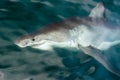 White shark (Carcharodon carcharias) Royalty Free Stock Photo