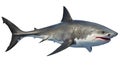 White shark marine predator big