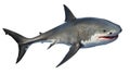 White shark marine predator big