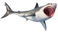 White shark marine predator big open mouth