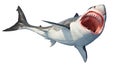 White shark marine predator big open mouth