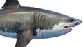 White shark marine predator big, side view