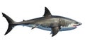 White shark marine predator big, side view