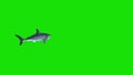 White Shark Swim in a Circle Green Screen 3D Rendering Animations