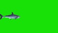 White Shark Swim in a Circle Green Screen Front 3D Rendering Animations