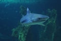 White shark swimming in the deep coral sea