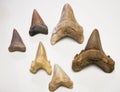 White Shark Teeth