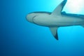 White Shark underwater