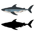 White Shark. Vector clipart. Color version and black silhouette Royalty Free Stock Photo