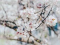 White sharp and defocused flowers blooming tree. Apricot flowers. Beautiful springtime. Watercolor background. Blooming tree branc Royalty Free Stock Photo