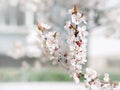 White sharp and defocused flowers blooming tree. Beautiful springtime. Watercolor background. Blooming tree branches Royalty Free Stock Photo