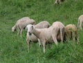 White Sheared Sheep that while grazing the green grass of the me