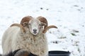White sheep with beautifully curved horns Royalty Free Stock Photo