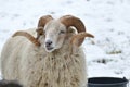 White sheep with beautifully curved horns Royalty Free Stock Photo