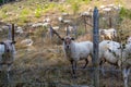 White sheep behind a metal fence, flock grazing calmly on wild dry grass in background Royalty Free Stock Photo