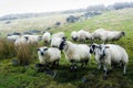 White Sheep Black Feet and Markings