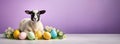 White sheep with a black muzzle and Easter pastel eggs on a banner with space for text on a purple background Royalty Free Stock Photo